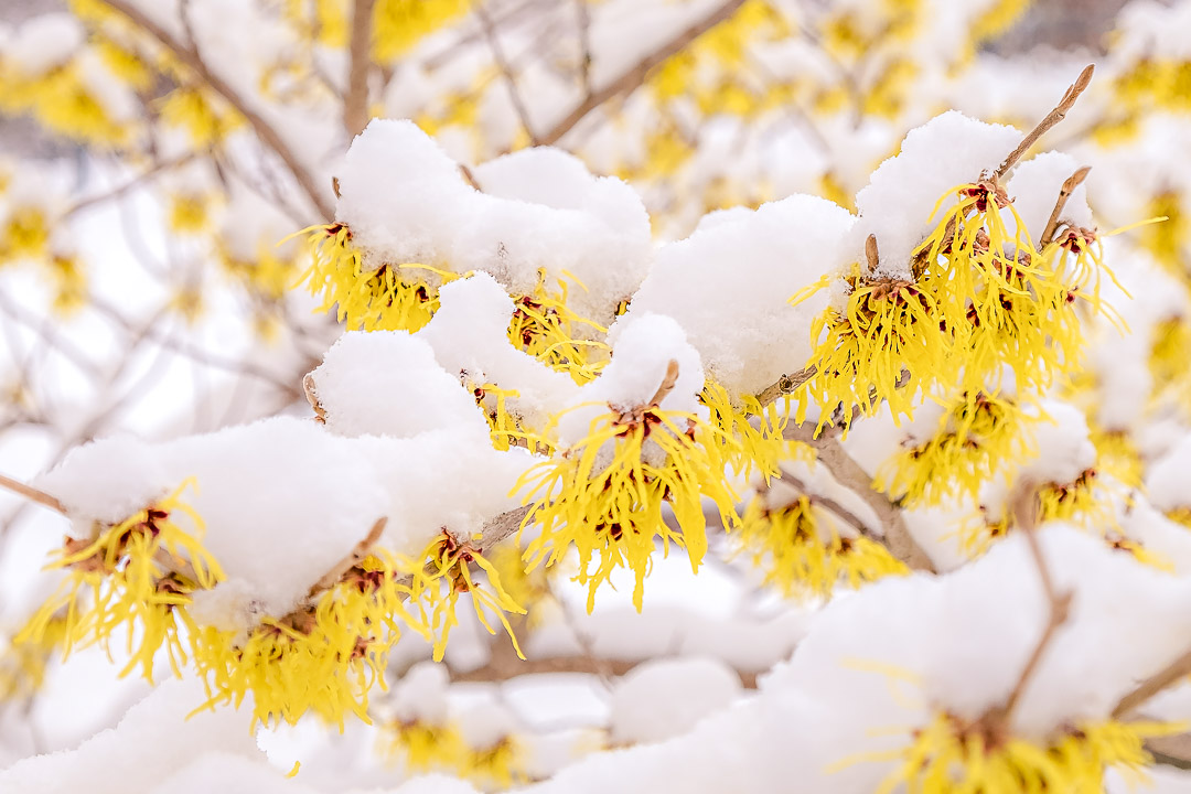 Hamamelis mollis Pallida Blüte im Schnee