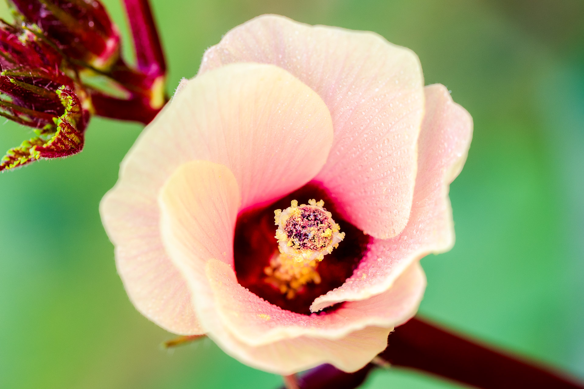 Hibiskus