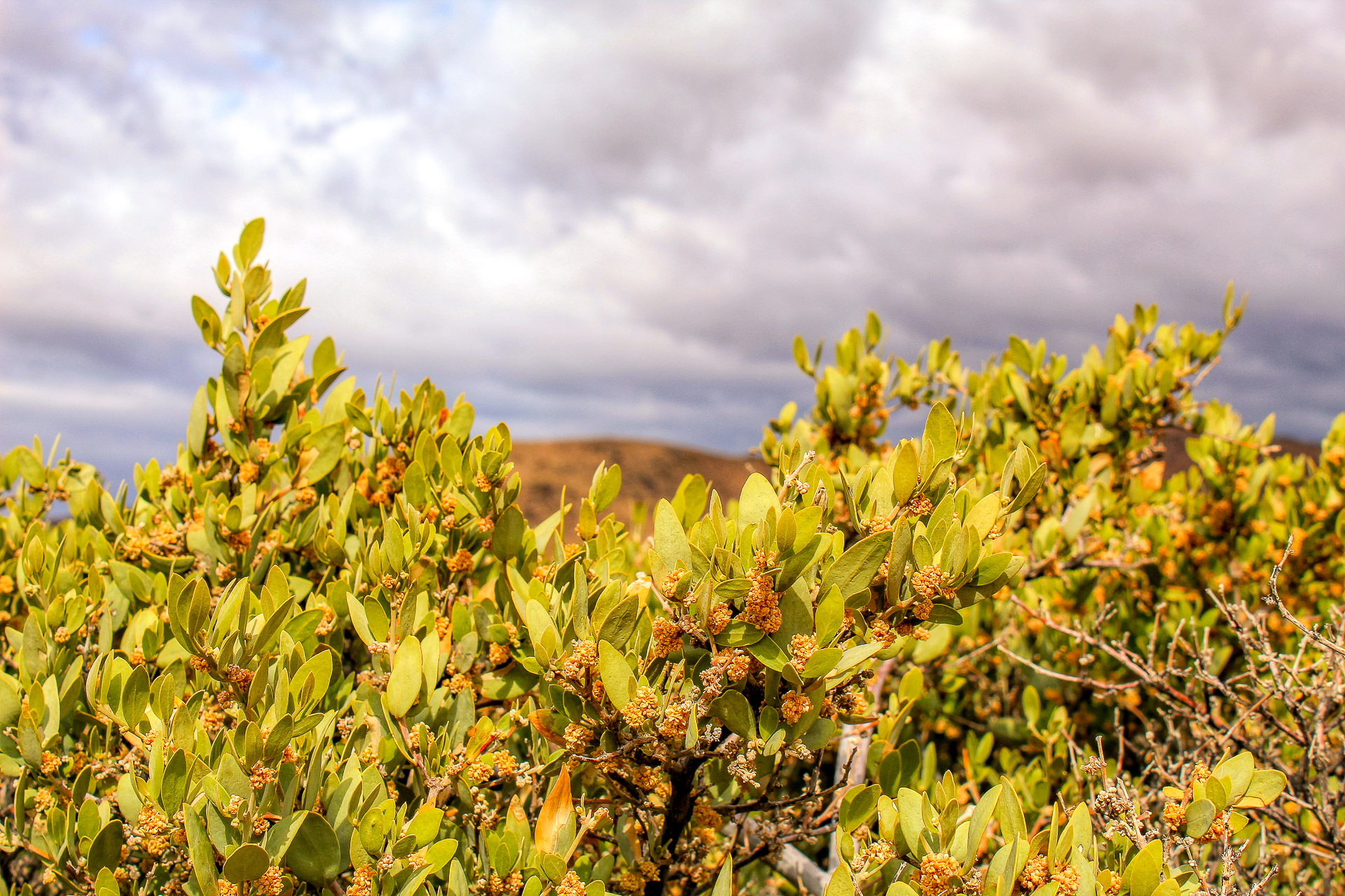 Jojoba
